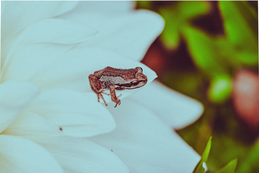 The Tiny Troublemakers of Feral Flower Farm