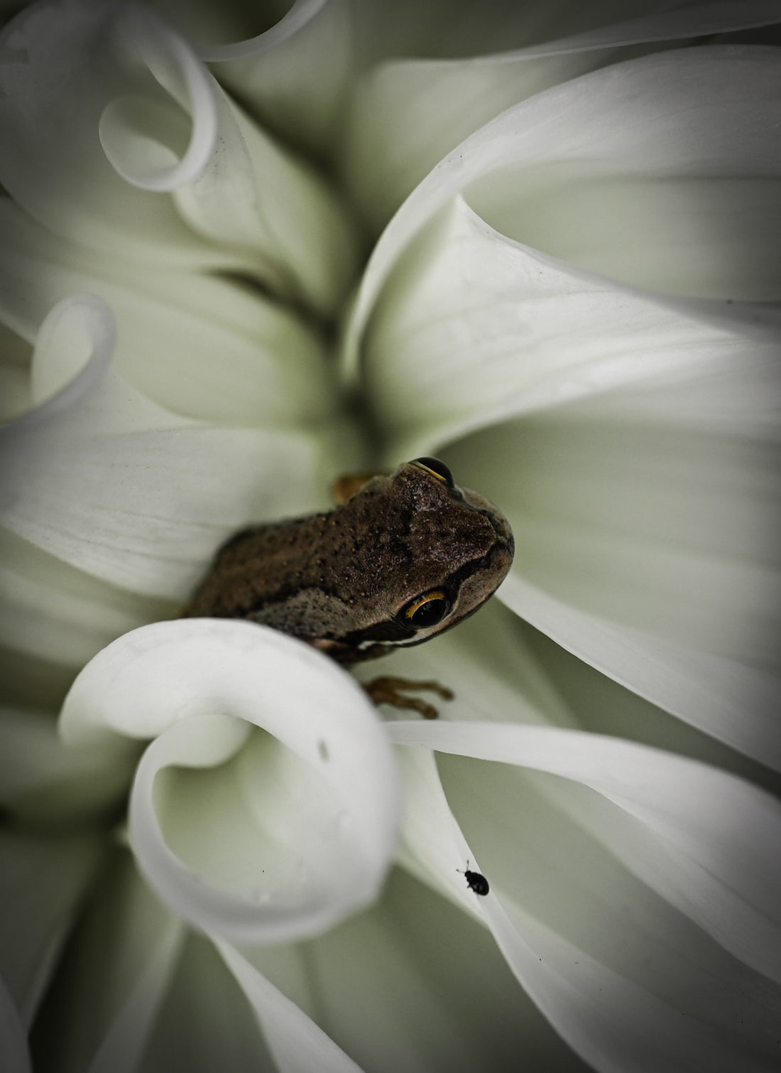 The Tiny Troublemakers of Feral Flower Farm