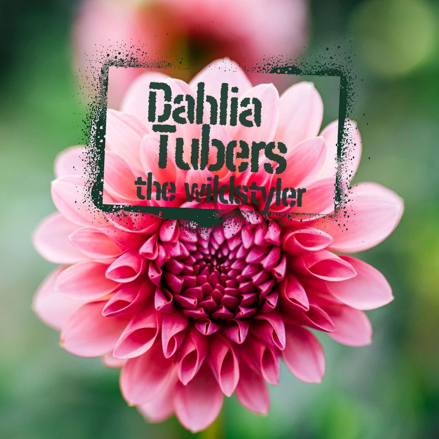 The Wildstyler dahlia tubers for sale NZ