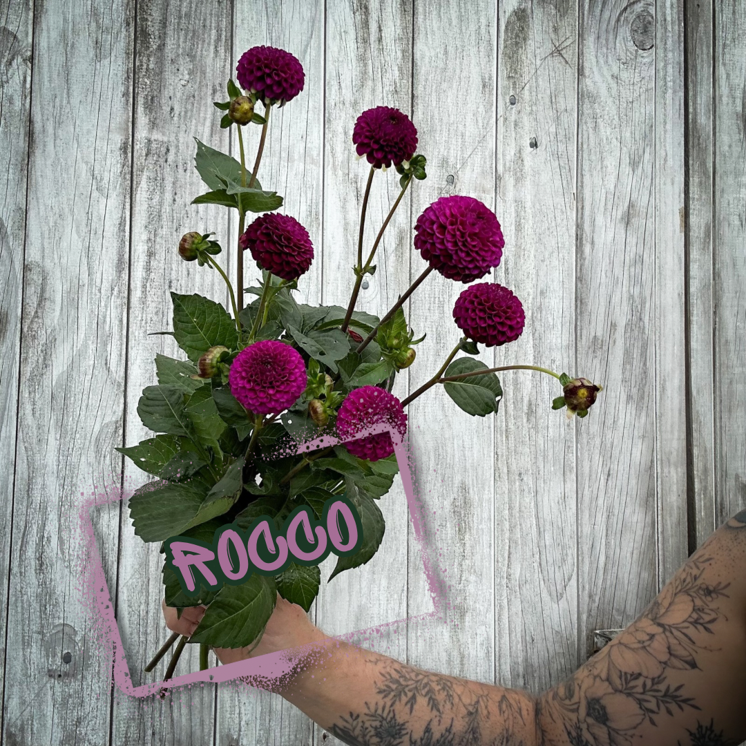 Rocco Dahlia Tuber