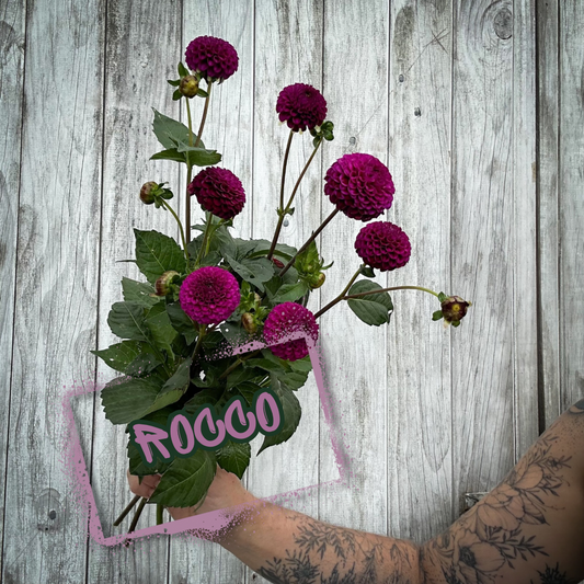 Rocco Dahlia Tuber
