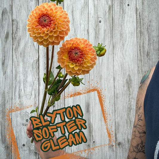 Blyton Softer Gleam Dahlia Tuber