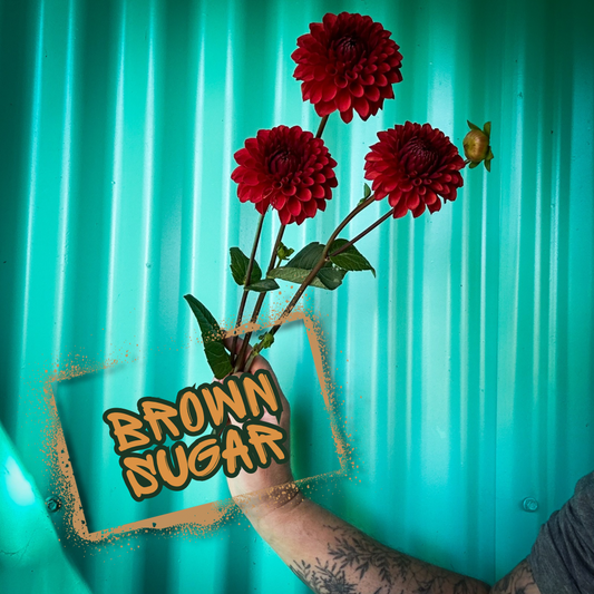 Brown Sugar Dahlia Tuber