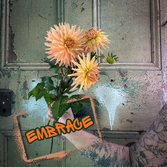 Embrace Dahlia Tuber