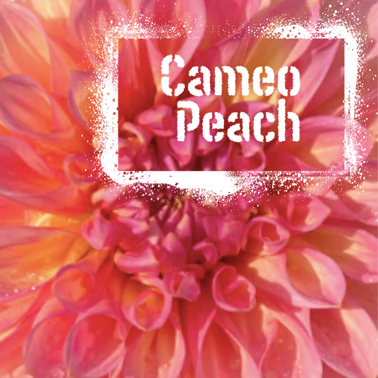 Cameo Peach Dahlia tuber