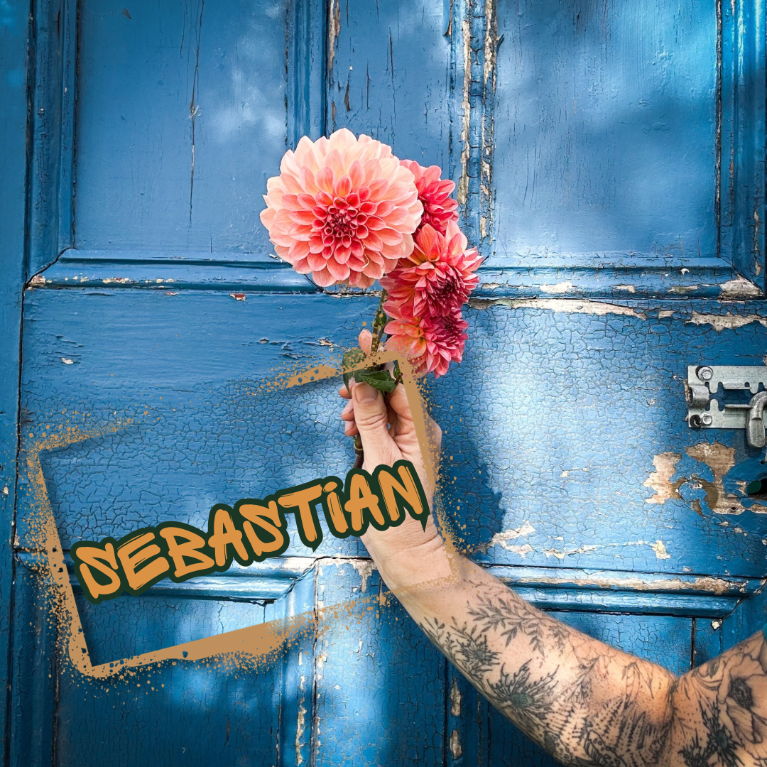 Sebastian Dahlia Tuber