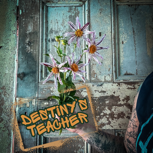 Destiny's Teacher Dahlia Tuber