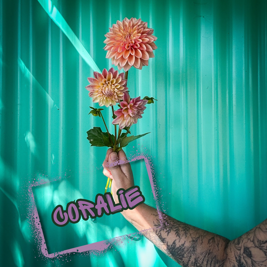 Coralie Dahlia Tuber