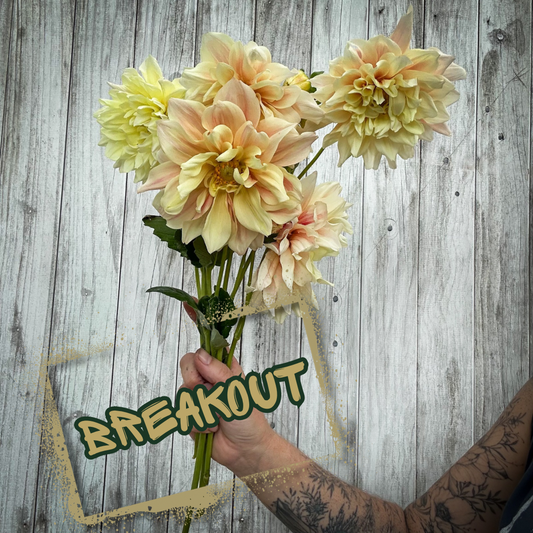 Breakout Dahlia Tuber