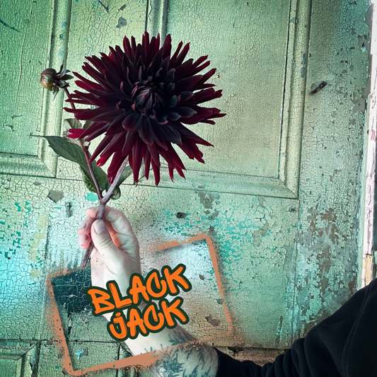 Black Jack Dahlia Tuber
