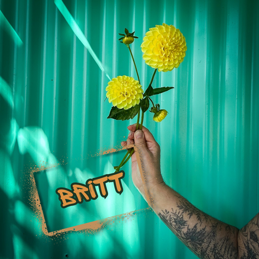 Britt Dahlia Tuber