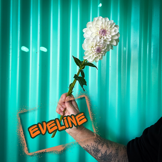 Eveline Dahlia Tuber