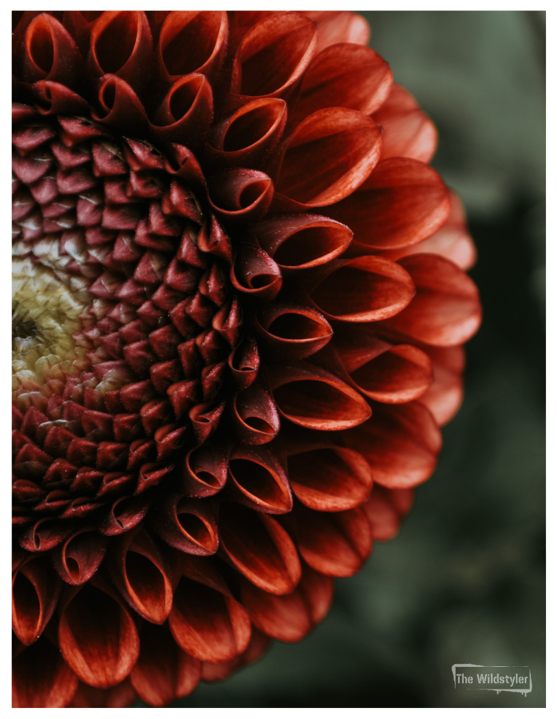 The Wildstyler NZ Floral Photography Greeting Card