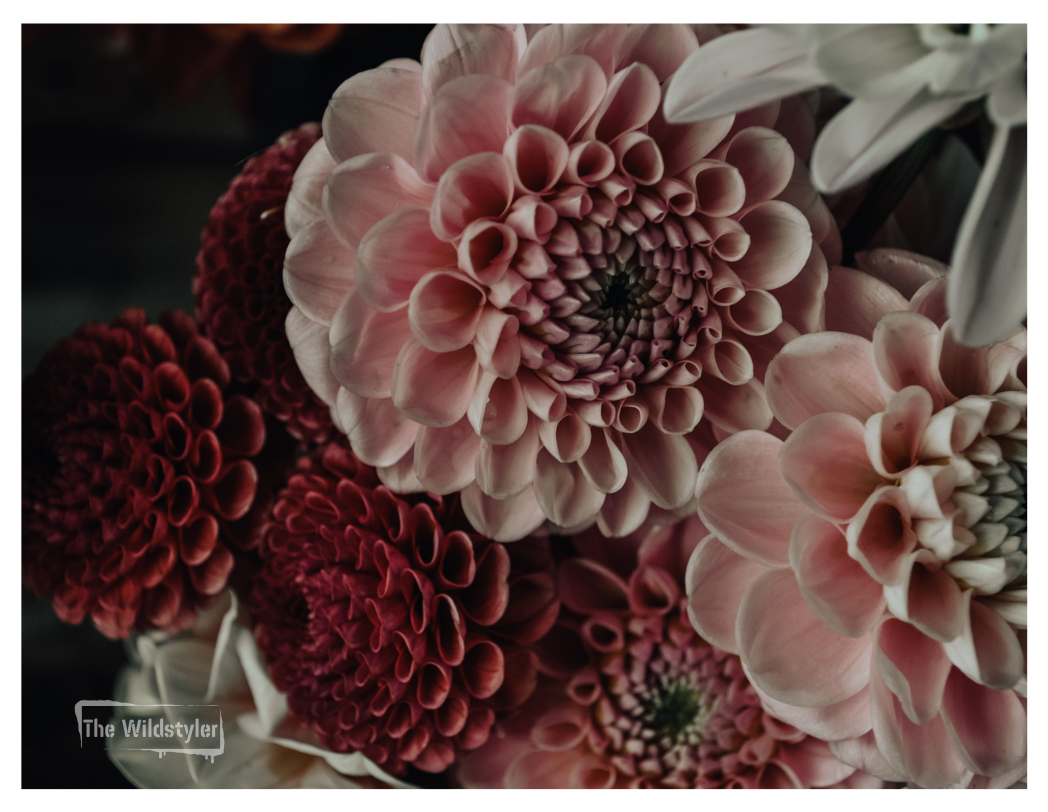 The Wildstyler NZ Floral Photography Greeting Card