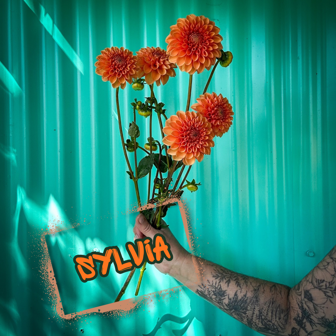 Sylvia Dahlia Tuber