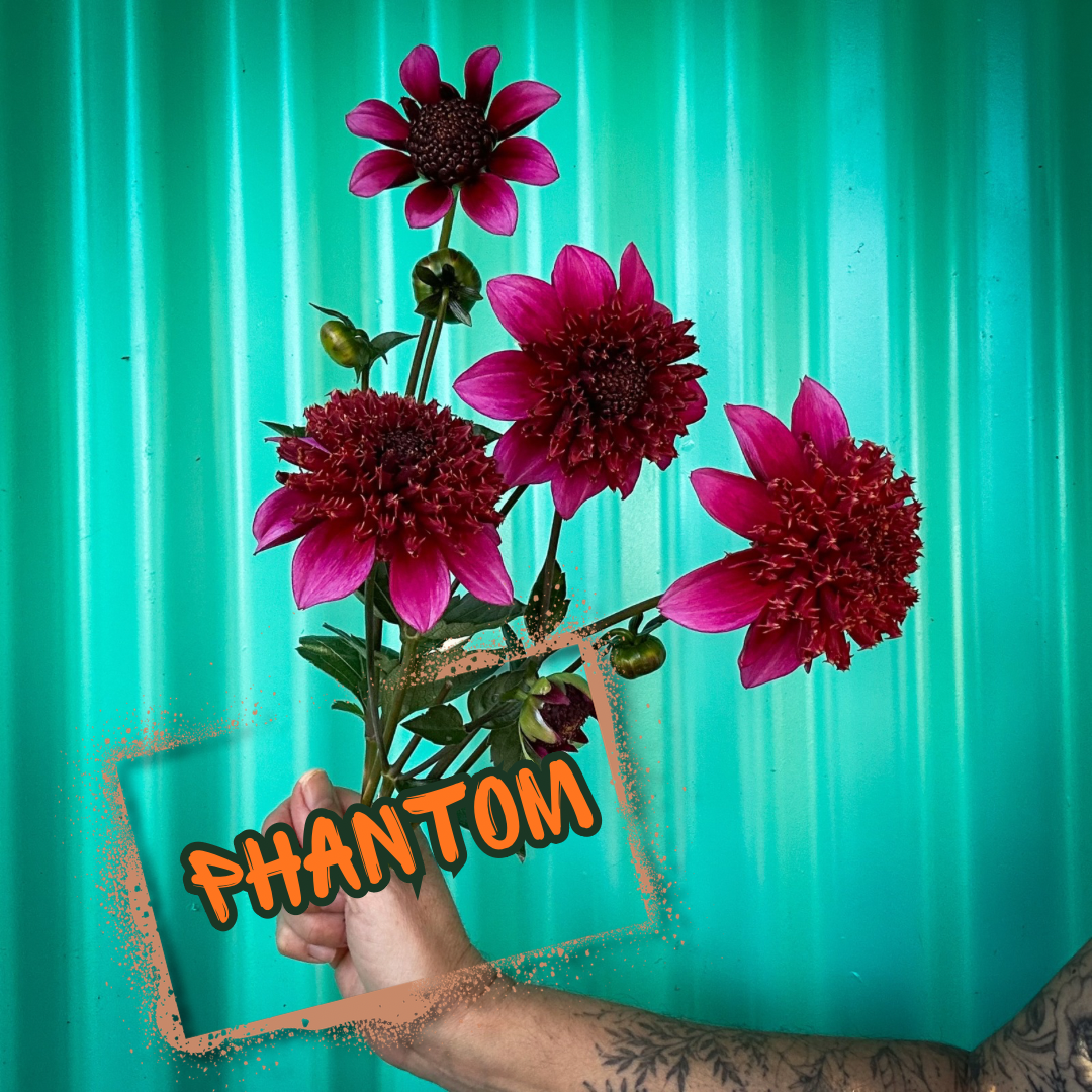 Phantom Dahlia Tuber
