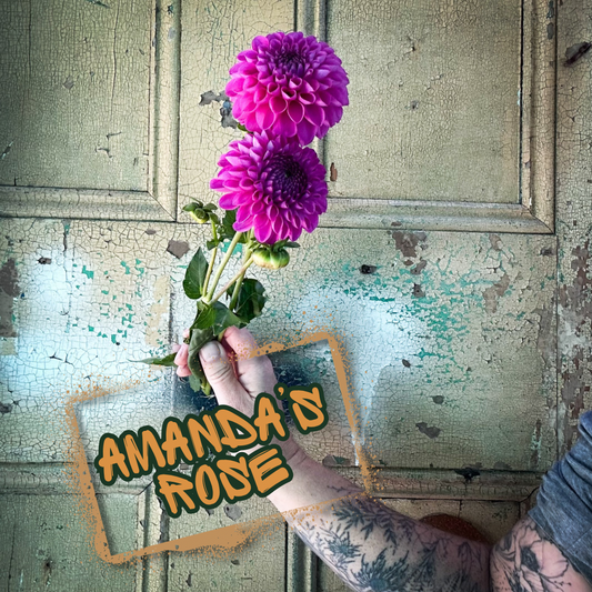 Amanda’s Rose Dahlia Tuber
