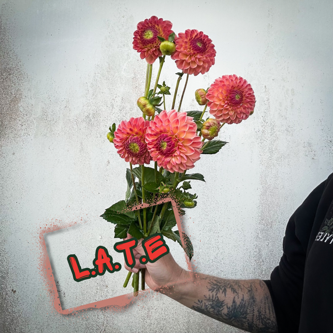 L.A.T.E Dahlia Tuber