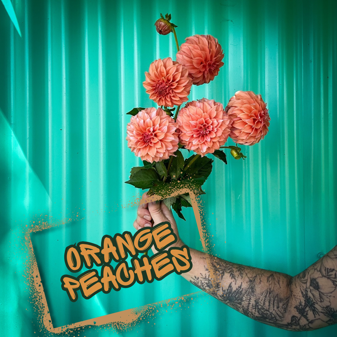 Orange Peaches n' Cream Dahlia Tuber