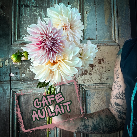 Cafe au Lait Dahlia Tuber