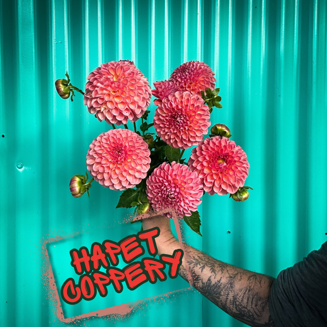 Hapet Coppery Dahlia Tuber