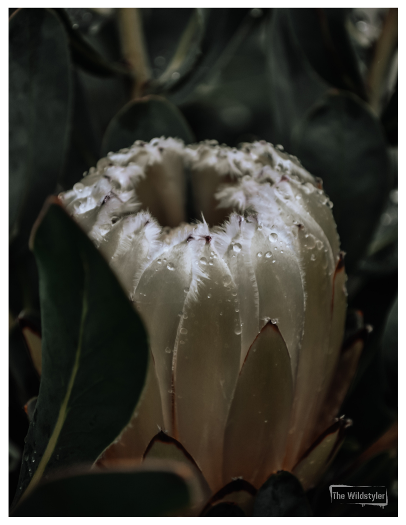 The Wildstyler NZ Floral Photography Greeting Card