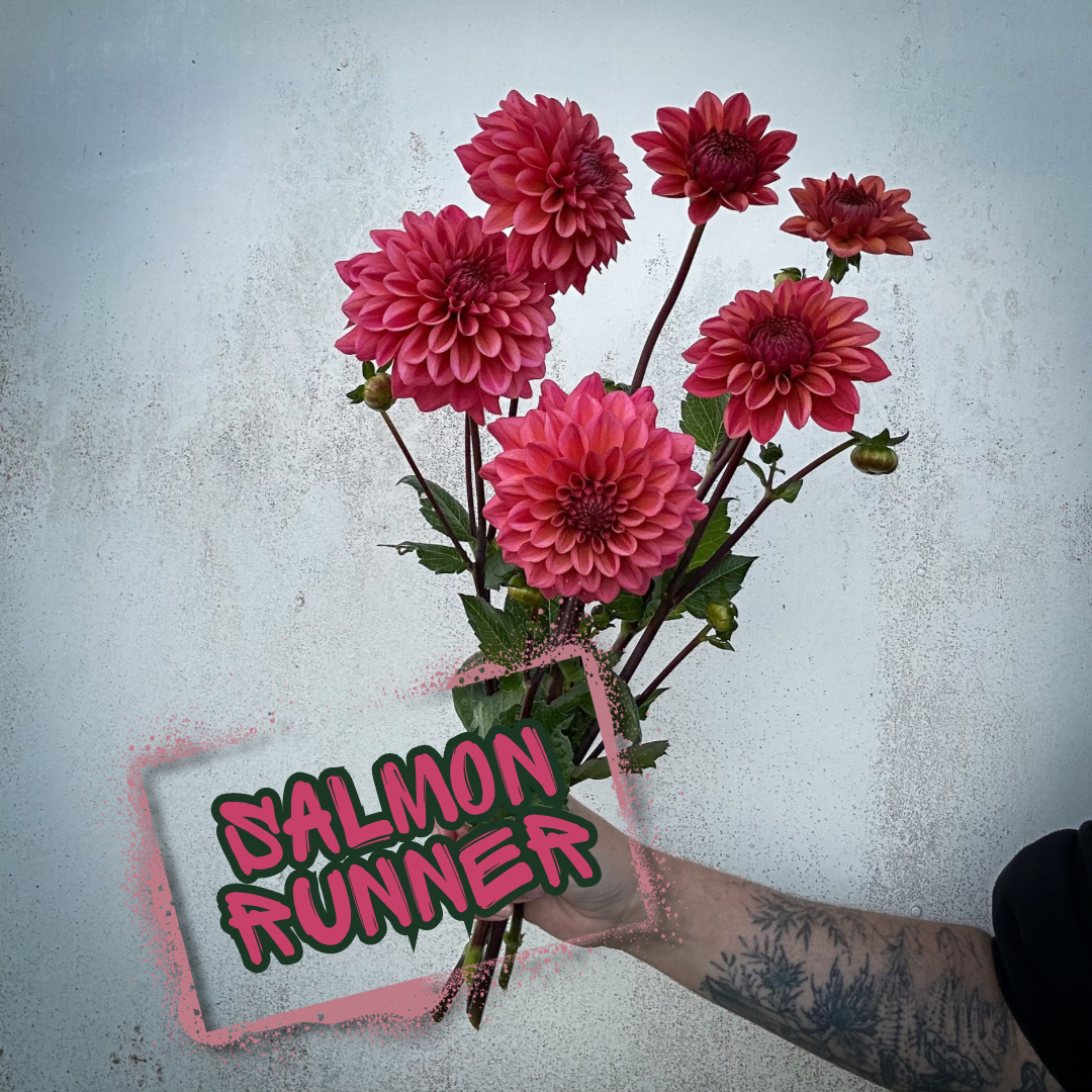 Salmon Runner