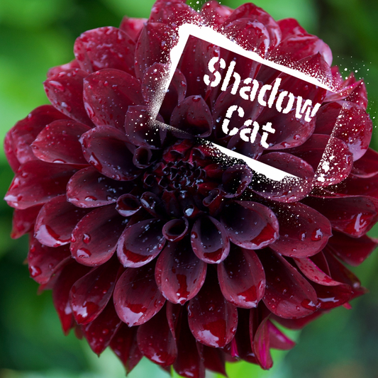 Shadow Cat Dahlia Tuber