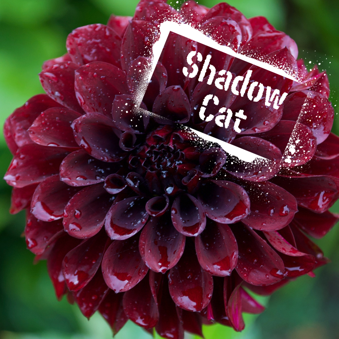 Shadow Cat