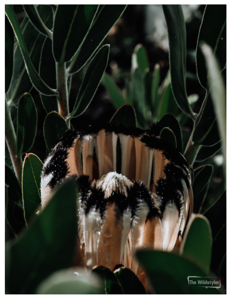 The Wildstyler NZ Floral Photography Greeting Card