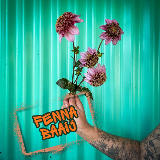 Fenna Baaij Dahlia Tuber