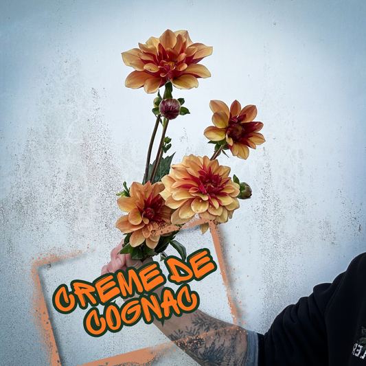 Creme de Cognac Dahlia Tuber