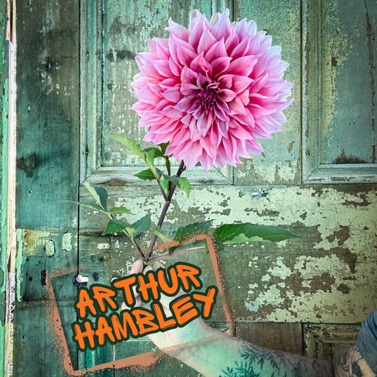 Arthur Hambley Dahlia Tuber