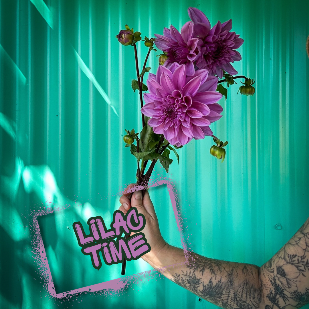 Lilac Time Dahlia Tuber