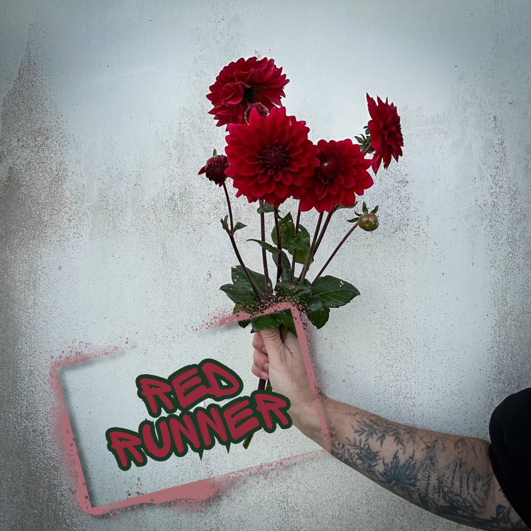 Red Runner Dahlia Tuber