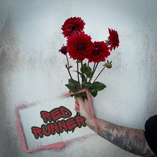 Red Runner Dahlia Tuber