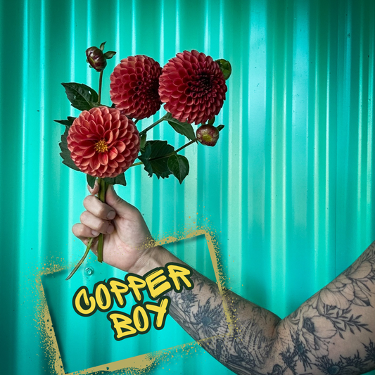 Copper Boy Dahlia Tuber