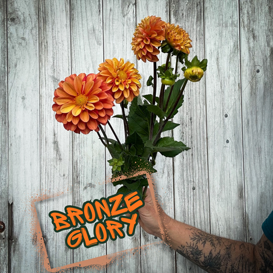 Bronze Glory Dahlia Tuber