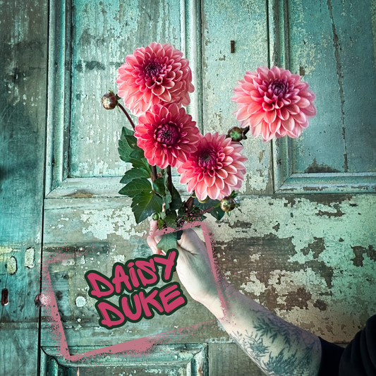 Daisy Duke Dahlia Tuber