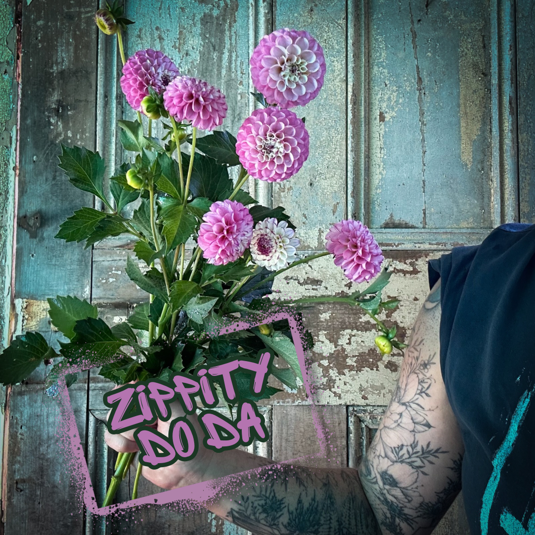 Zippity Do Da Dahlia Tuber
