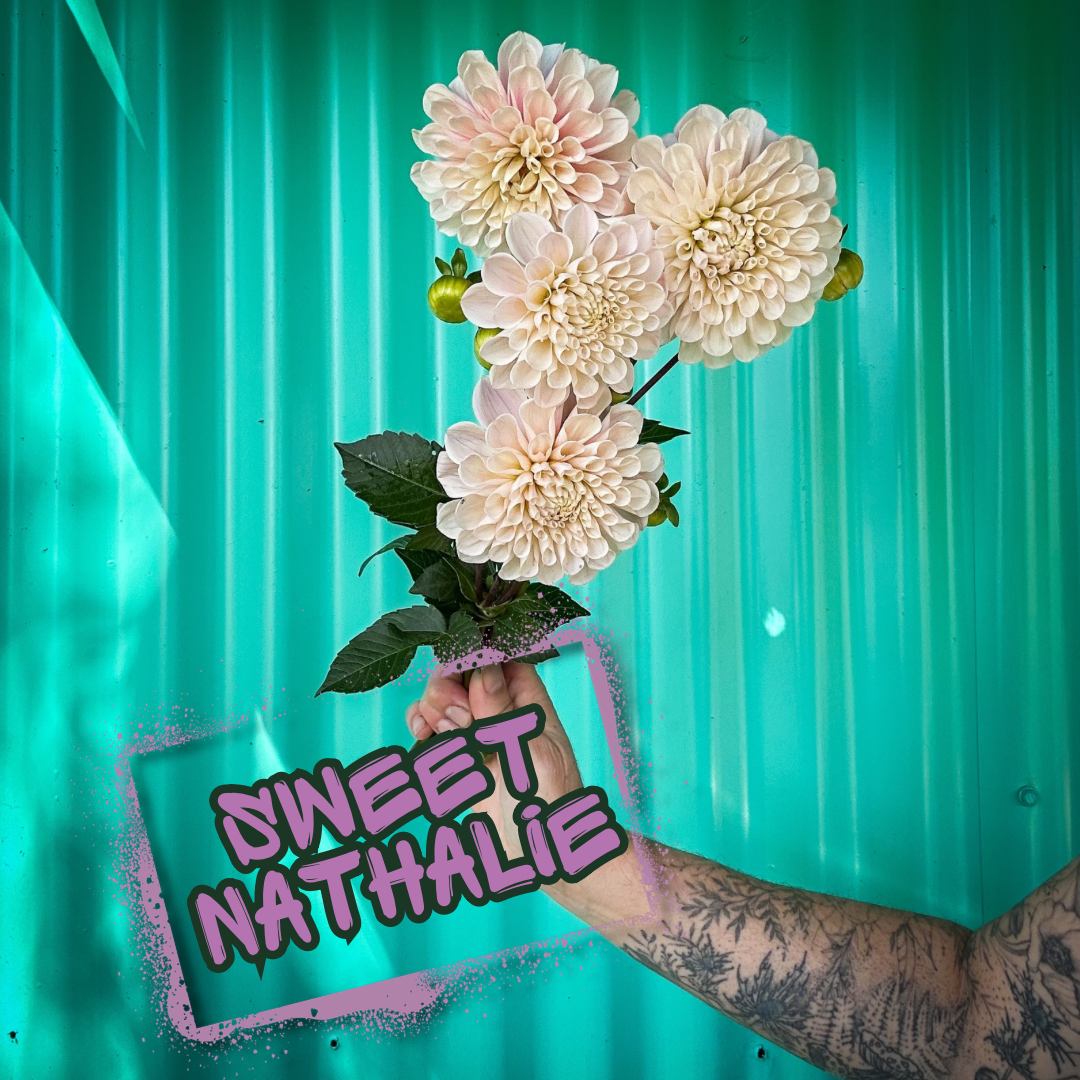 Sweet Nathalie Dahlia Tuber