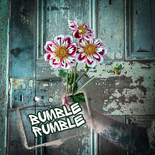 Bumble Rumble Dahlia Tuber