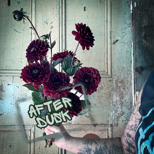 After Dusk Dahlia Tuber