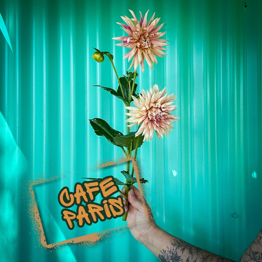 Cafe de Paris Dahlia Tuber