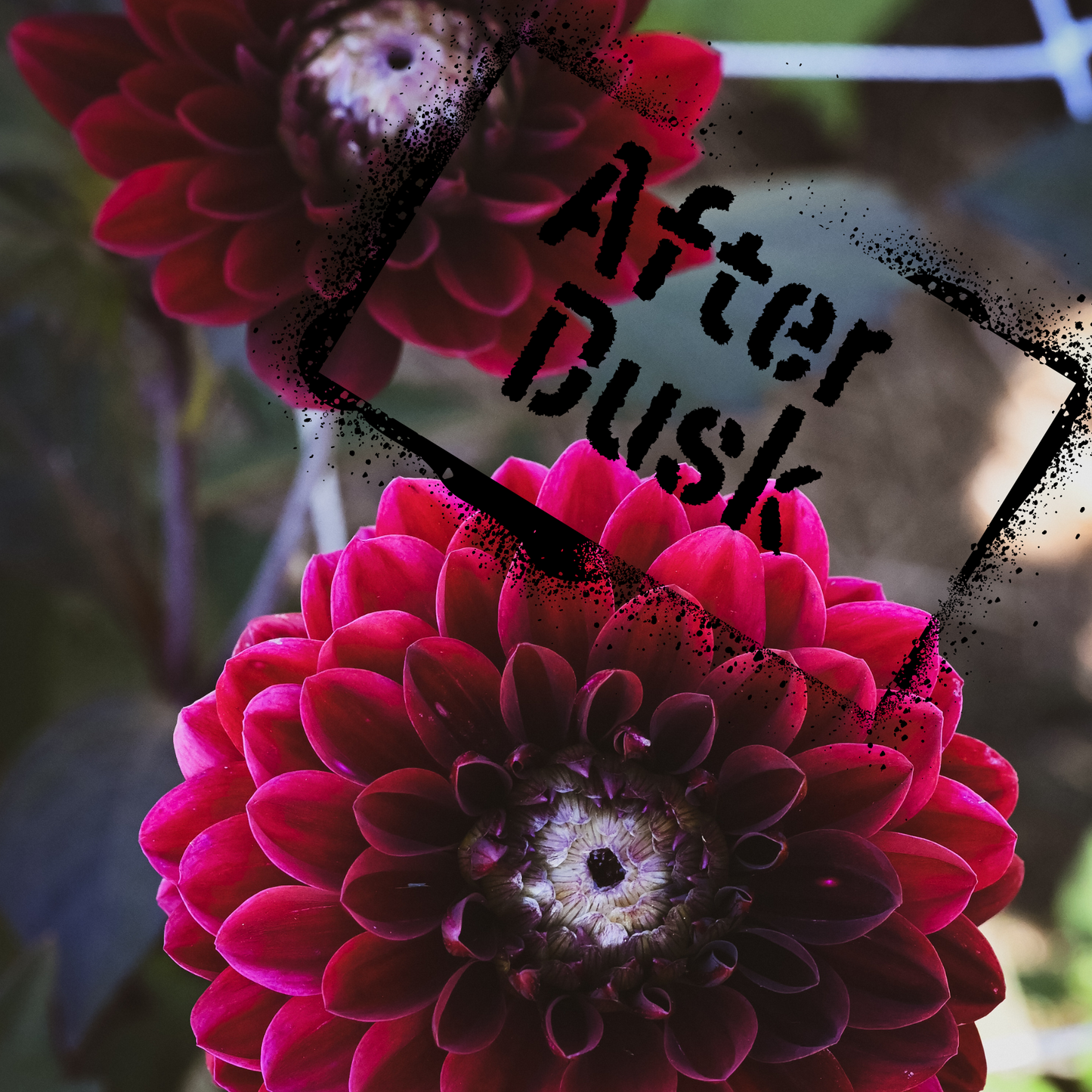After Dusk Dahlia Tuber