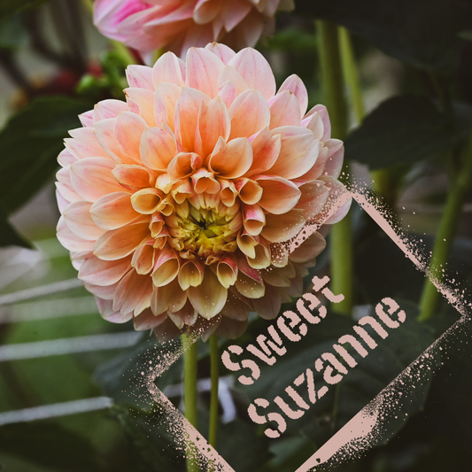 Sweet suzanne dahlia flower - tuber available to buy in NZ from Feral Flower Farm in August