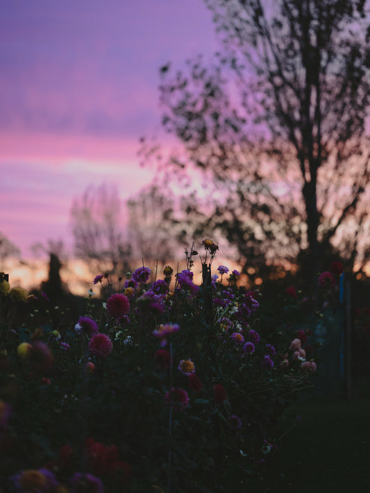 Dahlia Farm Experiences