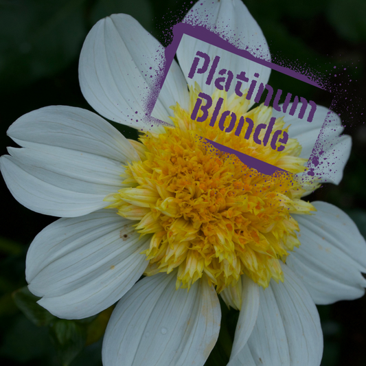 Platinum Blonde