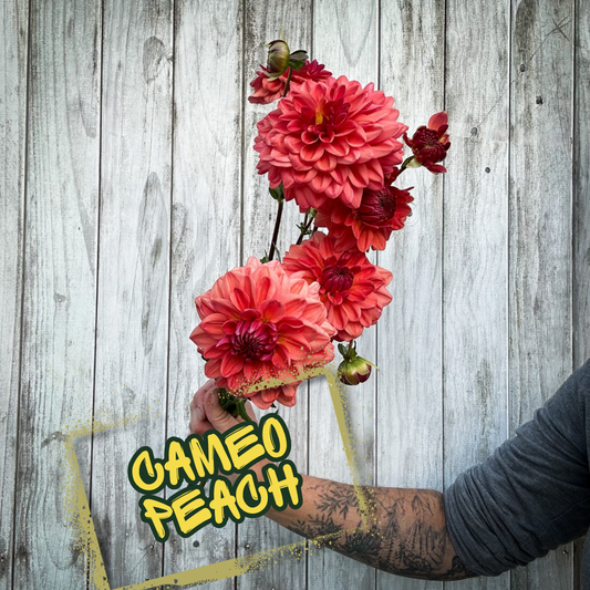Cameo Peach Dahlia tuber