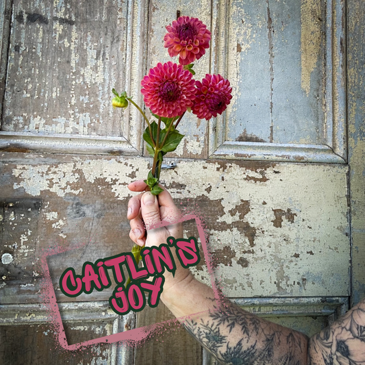 Caitlin's Joy Dahlia Tuber